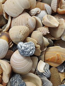 selective focus photography of brown seashells thumbnail