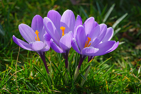 purple crocus flowers in bloom at daytime thumbnail