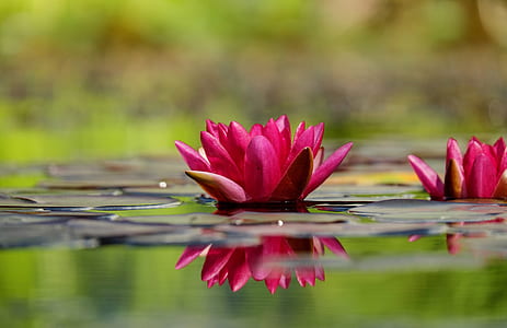 focus photography of pink water lily thumbnail