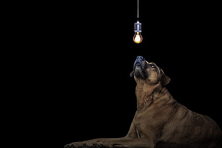 medium short-coated tan dog facing hanging light bulb with black background thumbnail