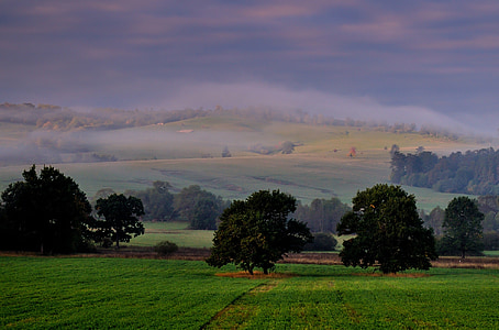 green tree and green grass field thumbnail