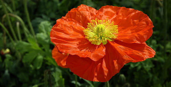 shallow focus photography of orange flower thumbnail