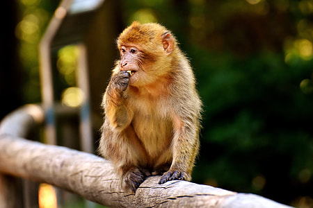 primate sitting on tree branch thumbnail