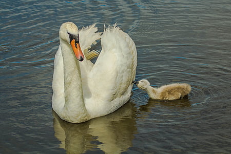 white duck swimming on body of water thumbnail