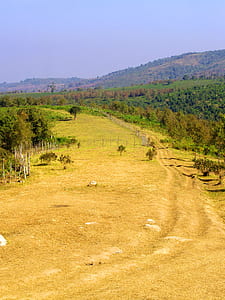 nature, sky, field, forest thumbnail