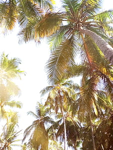 worm's eye view of palm tree thumbnail