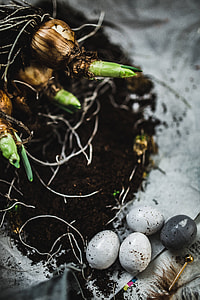 Woman planting seedlings on a newspaper covered table with quail eggs thumbnail