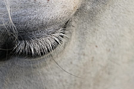 white horse's eye close-up photo thumbnail