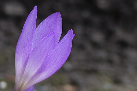 shallow focus photo of purple petaled flower thumbnail