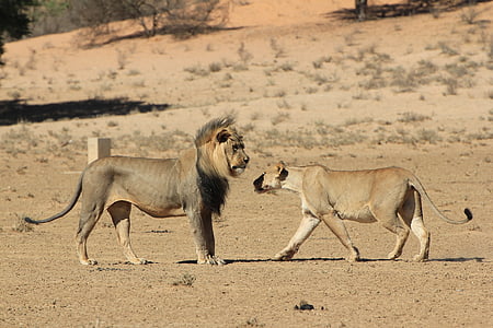 landscape photography of lion and tiger on the field thumbnail