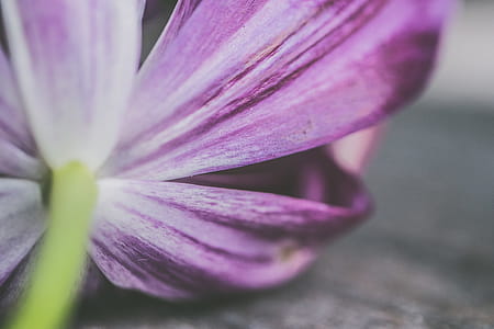 Shallow Photography of Purple Petaled Flower thumbnail
