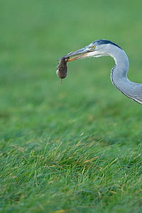 long beak bird bites rodent thumbnail