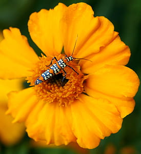 orange and white insect on orange petal flower thumbnail