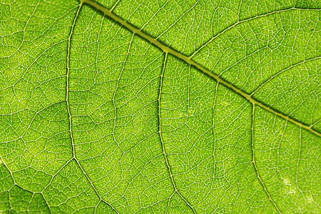 green plant leaf thumbnail