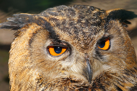 brown owl thumbnail