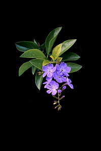 selective focus photo of purple flowers thumbnail
