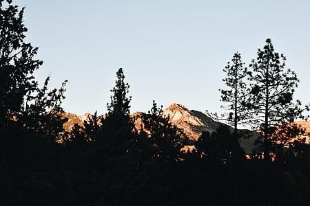 trees near mountains thumbnail