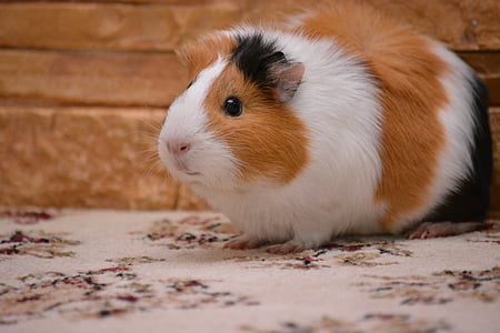 photo of white, black, and brown hamster thumbnail