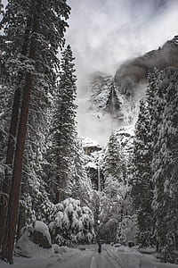 grayscale photo of snow-covered trees near hills thumbnail