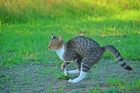 brown tabby cat jumping thumbnail