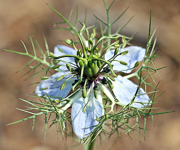 shallow focus photography of white flower thumbnail