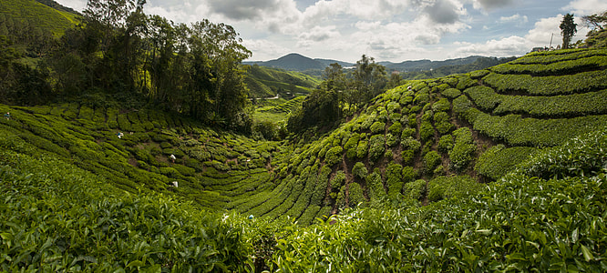 green grass land photo thumbnail