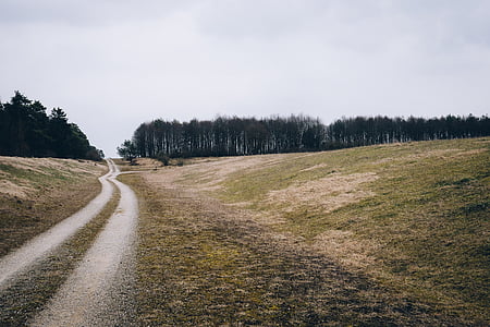 road leading to forest thumbnail