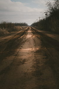 road between tree line under gray sky at daytime thumbnail