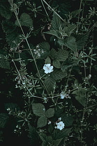 close-up photo of white petaled flowers thumbnail