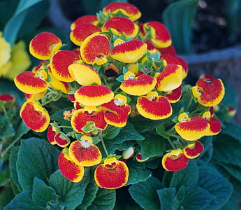nature, red, flowers, yellow thumbnail