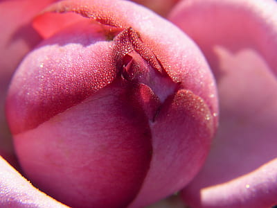 pink rose flower close-up photography thumbnail