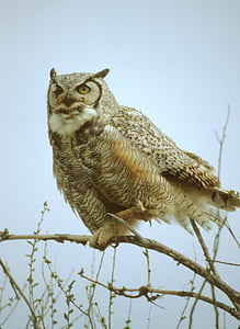 gray owl perched on branch thumbnail