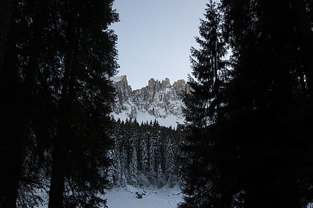 pine trees on glacier mountain at daytime thumbnail