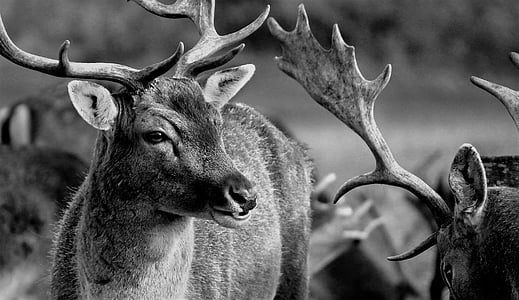 grayscale photography of deer thumbnail