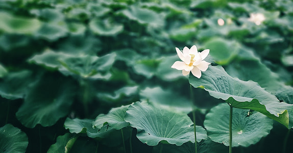 closeup photography of white lotus flower thumbnail