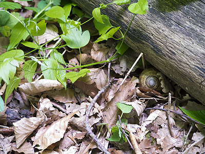 Snail, Leaves thumbnail
