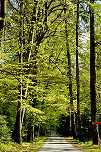 road, landscape, nature, forest thumbnail