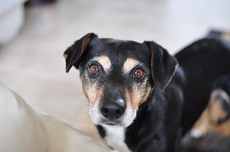 animal, dog, pet, cute thumbnail