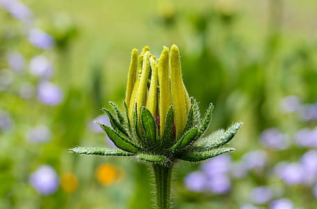 selective focus photography of yellow sunflower bud thumbnail