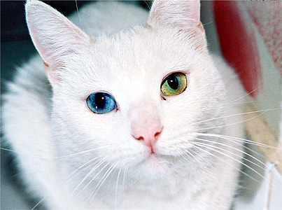 shallow focus photography of white cat thumbnail