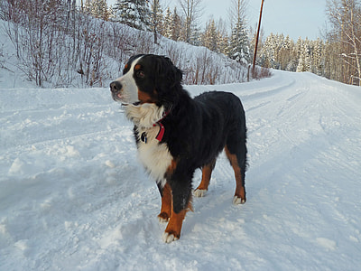 Greater Swiss mountain dog on snow covered road during daytime thumbnail