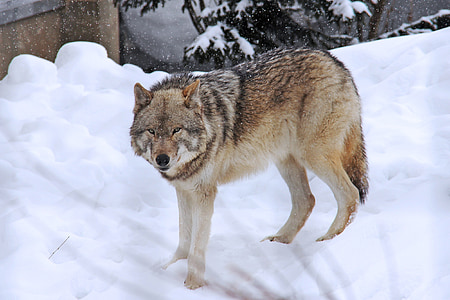 wolf standing on the ice field thumbnail