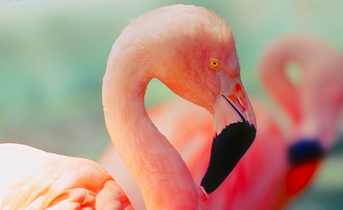 flamingo, bird, wildlife, colorful, colors, orange thumbnail