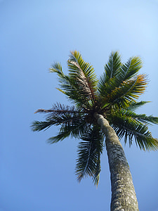 worm's eye view photo of pal tree during daytime thumbnail