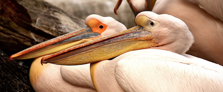 two pelicans thumbnail