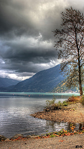 green leafed tree near body of water thumbnail