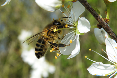 yellow and black bee on white flower thumbnail