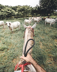 person riding on horse thumbnail