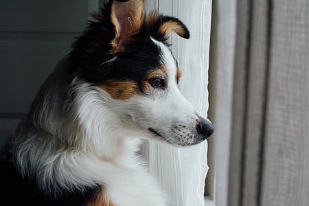 tricolor smooth collie thumbnail