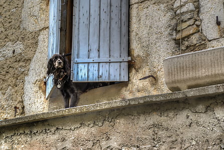 black flat-coated retriever on window during daytime thumbnail
